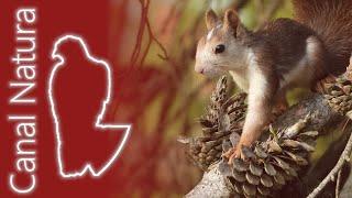 Ardilla roja (Sciurus vulgaris) Red Squirrel 4K