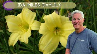 FRAGRANT LATE BLOOMS | Ida Miles Daylily