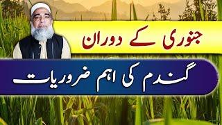 Needs of Wheat Crop during month of January || Crop Reformer