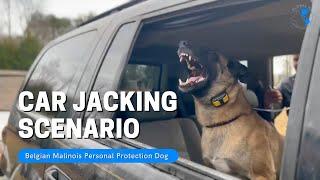 Car jacking scenario with Belgian Malinois personal protection dog