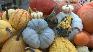 Pumpkins and Gourds