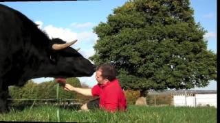 Este hombre adoptó a un toro como mascota