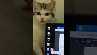 Naughty kitten bites computer with sharp teeth  #music #cat #kittenmusic #funny #catradio