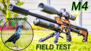 FX IMPACT M4 FIELD TEST | 26gr Slugs | Pigeon & Starling Airgun Pest Control | Real World Review