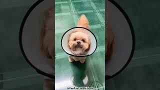 Top 5 Reasons Why You Shouldn't Get A Shih Tzu!