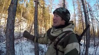 Охота на изюбря с собаками