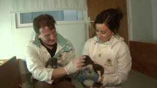 Baby southern rockhopper penguins in Planet Penguin