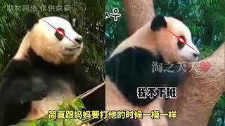 大熊猫福宝的学习能力到底有多强？一教就会，一看就懂，一点就通