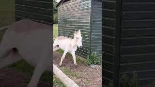 The Joyful Lives of Donkeys