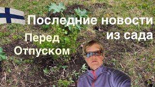 #финляндия#дача#лето#цветы Последние новости из сада перед отпуском в теплые края