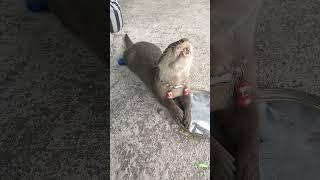 otter lucu berang berang makan cat food - cute animal️#shorts #otter #cuteanimal #berangberang #cat