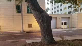 Ficus benghalensis - The Famous Banyan Tree In Downtown Fort Myers.