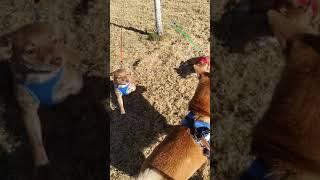 Korean Jindo gets harassed by a pack of Chihuahuas