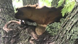 Very Large Unknown Mushroom