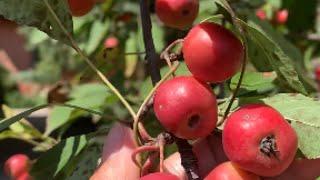 Are crab apples edible? | Canada Ofw life