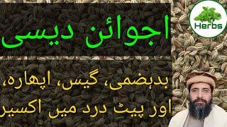 Health Benefits of Ajwain Urdu/Hindi | Ajwain ke fayde | Hakeem Zia ur Rehman