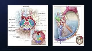 Resection of a Peduncular Tegmental Midbrain and Middle Peduncular Pontine Cavernous Malformation