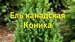 Ель канадская Коника. Краткий обзор, описание характеристик picea glauca Conica