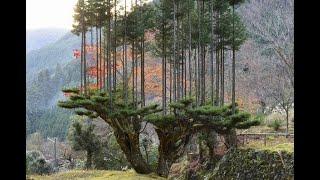 Невероятная японская техника 15-го века, до сих пор используемая для выращивания кедровых деревьев.