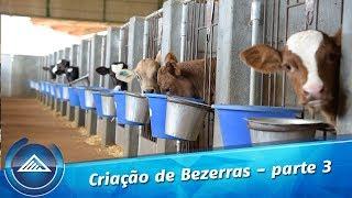 Criação de Bezerras - Parte 3