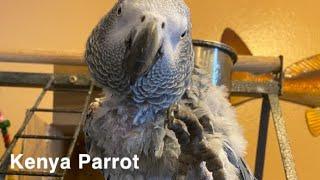 Talking parrot ( wants to go outside ) kenya parrot chats | come see me | let’s get some water & go