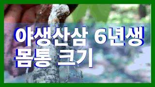 야생산삼 6년생 몸통 크기 보세요.