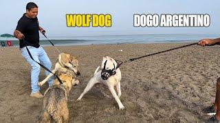 Perro LOBO frente a DOGO ARGENTINO & CANE CORSO 