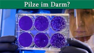 Pilze im Darm? Candida und Schimmelpilze, Teil 1 | Dr. med. Dirk Wiechert