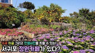 수국과 하귤 산방산과 핑크뮬리 동백꽃까지 다가진 서귀포 정원카페가 있다?!