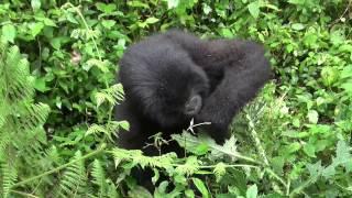 Mountain Gorillas in Rwanda