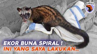 BUNA SI MUSANG PANDAN EKORNYA SPIRAL ! apa yang bisa dilakukan ? I #SAWAN