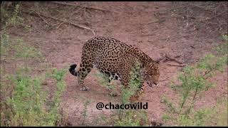 Huge male Jaguar hunting for peccaries in the paraguayan Chaco