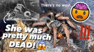 It’s a MIRACLE !!! ~ My pink tarantula DEFEATED DEATH ?!!