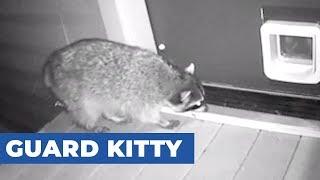 Cat Chases Raccoon Trying to Enter Through Cat Flap