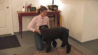 Dog Breeds : How to Select a Standard Poodle
