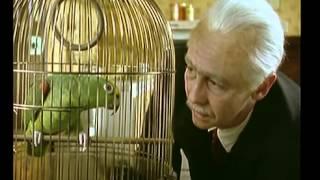 Unlucky Alf   The Parrot