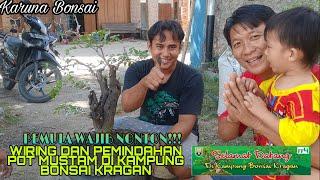 KHUSUS PEMULA !!! Proses Wiring dan Penggantian Pot "Si Ireng Mustam" di Kampung Bonsai Kragan