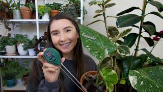 How To Use A Moisture Meter For Plants | Keeping my Plants Alive!