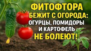Фитофтора на помидорах и картошке? Спасаю урожай без химии! Лучшие средства от болезней растений