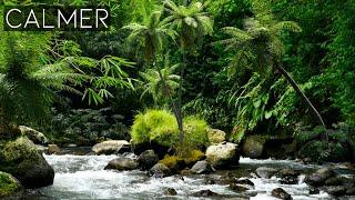 Musique Relaxante Siyotanka et Sons de Forêt Tropicale Pour Apaiser les Esprits, Sentez La Nature