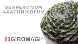 Sempervivum arachnoideum