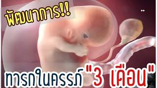 พัฒนาการทารกในครรภ์ 3 เดือน | ลูกในท้อง 3 เดือนมีพัฒนาการอย่างไรบ้าง | แม่ท้องอายุครรภ์3เดือนร่างกาย