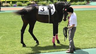 厩務員さんに虫退治してもらうビッグロゴスルーフ