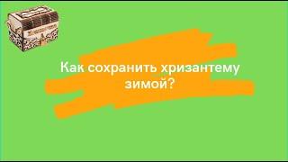 Как сохранить хризантему зимой