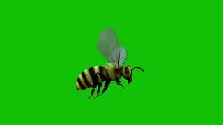 FLYING BEE GREEN SCREEN BACKGROUND