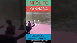 prank on dogs kannada