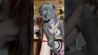 Есть крутые малыши в продаже! #прайтер #pitbull #pitbulll #americanbully #pitbullsandparolees #топ