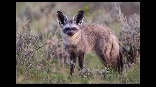 Somali wildlife / bat eared fox.               Duur joog bahal higlo