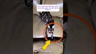 [P.2] Con mèo này đã biến mất, và 2 năm sau, nó đã trở về #shorts