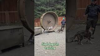 Mushers Camp in Skagway, AK #norwegianbliss #alaskancruise